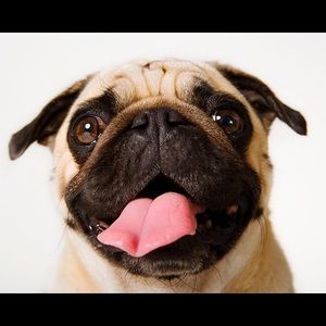 Meet your Posher, Jackson